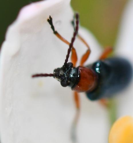 Oulema sp.