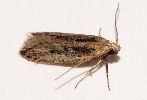Mirificarma mulinella