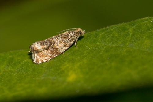 Celypha lacunana