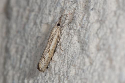 Agriphila geniculea