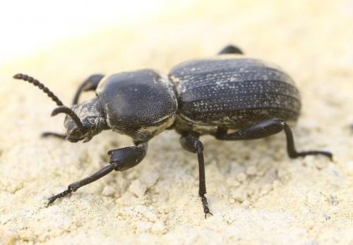 Réf. 243 434 : Scaurus sp.