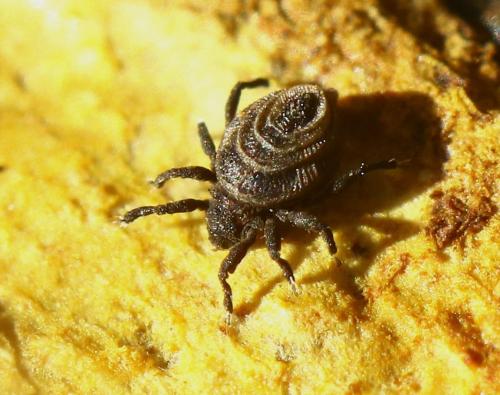 Réf. 243 491 : Neoliodes theleproctus