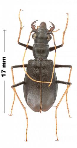 Oxycheila germaini