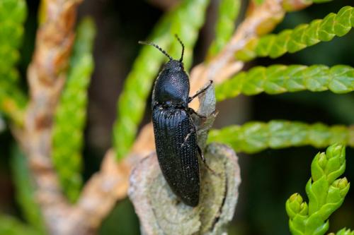Melanotus punctolineatus