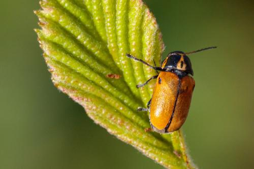 Cryptocephalus variegatus