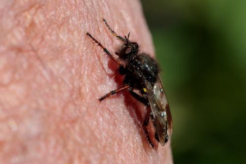 Réf. 243 771 : Cyrtopogon maculipennis