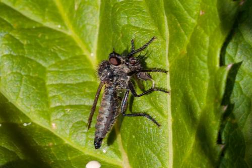 Didysmachus picipes