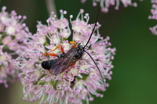 Réf. 243 394 : Spudaeus scaber