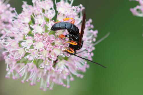 Spudaeus scaber