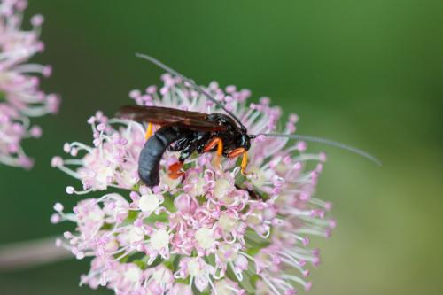 Spudaeus scaber