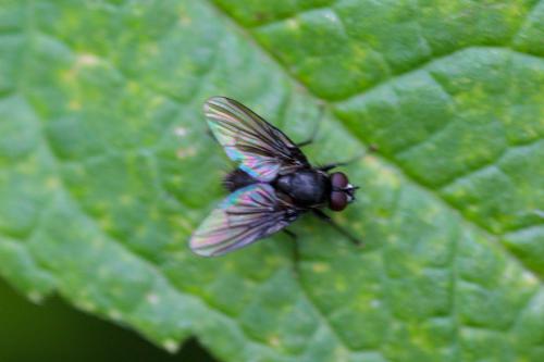 Hebecnema sp.