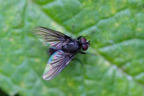 Hebecnema sp.