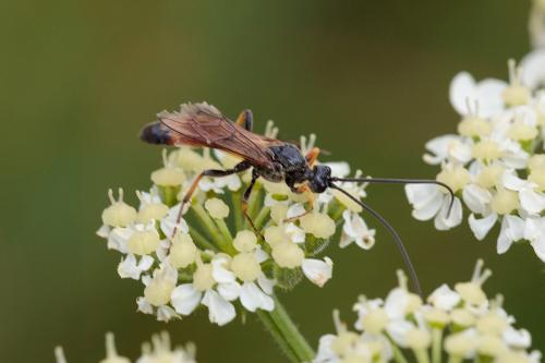 Réf. 243 574 : Alomya sp.