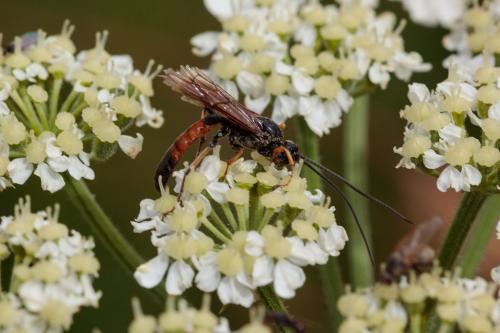 Réf. 243 575 : Alomya sp.