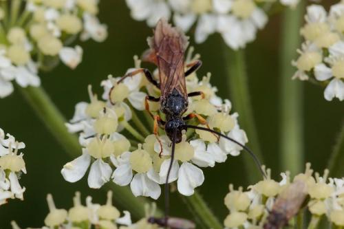 Alomya sp.
