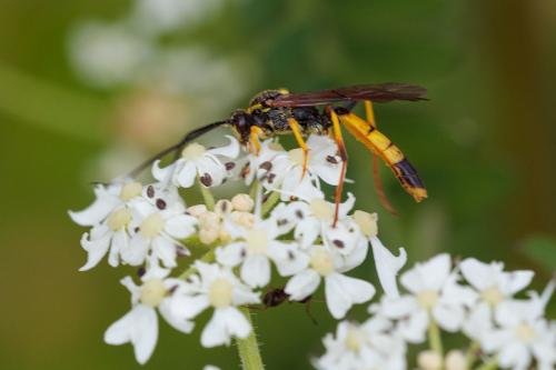 Réf. 243 727 : Diphyus sp.