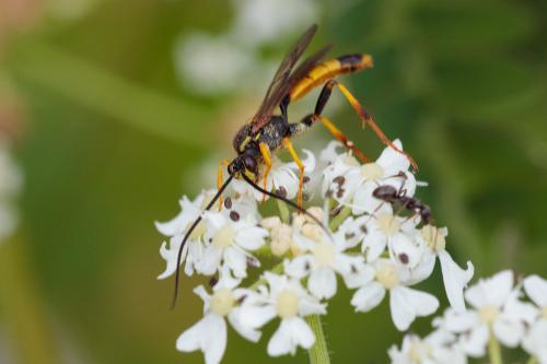 Réf. 243 728 : Diphyus sp.