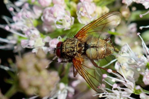 Mydaea urbana