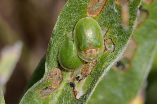 Réf. 243 326 : Cassida rubiginosa