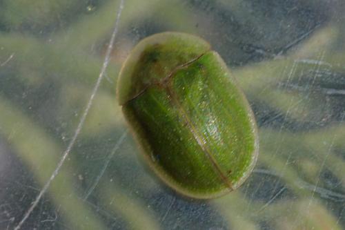 Réf. 243 327 : Cassida rubiginosa