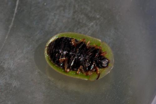 Cassida rubiginosa
