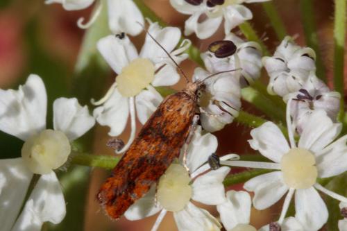 Epinotia cruciana
