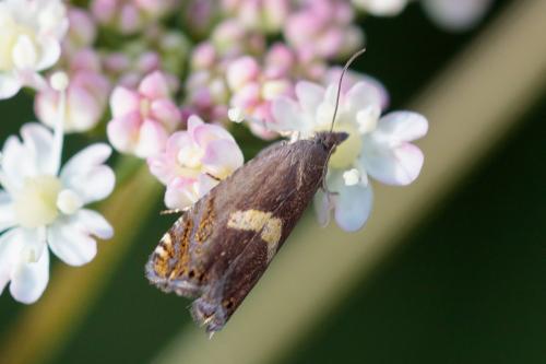 Dichrorampha petiverella