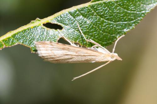 Réf. 243 261 : Udea lutealis