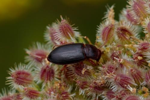 Ophonus sp.