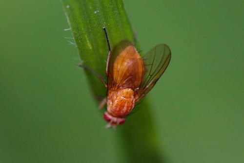 Phaonia pallida