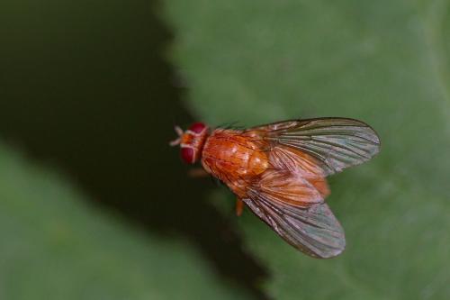Réf. 243 245 : Phaonia pallida