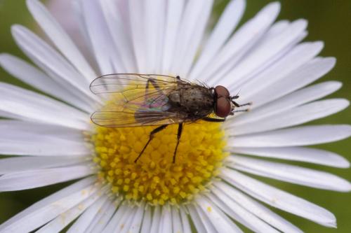 Réf. 243 977 : Delia sp.