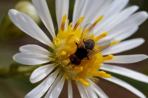 Réf. 243 250 : Phasia barbifrons