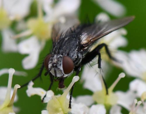 Lydella sp.