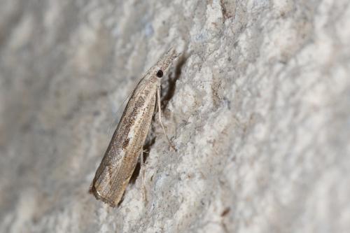 Agriphila geniculea