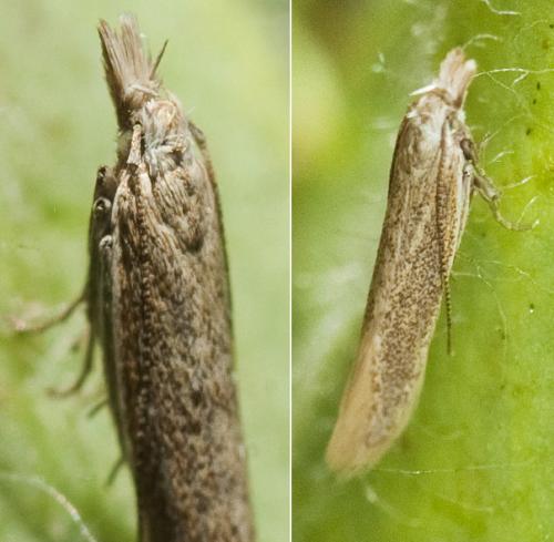 Réf. 243 008 : Megacraspedus sp.