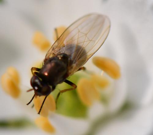 Calliopum sp.