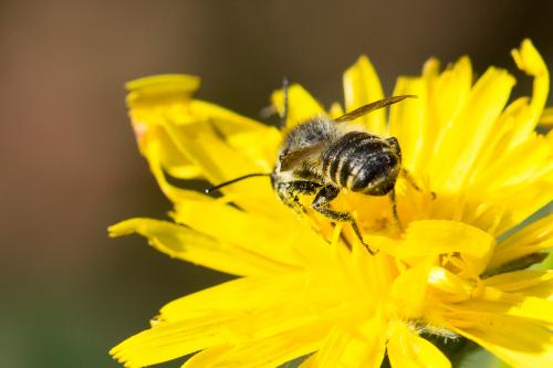 Megachile sp.