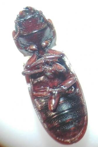 Réf. 243 849 : Tenebroides fuscus