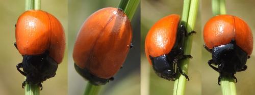 Chrysolina lutea