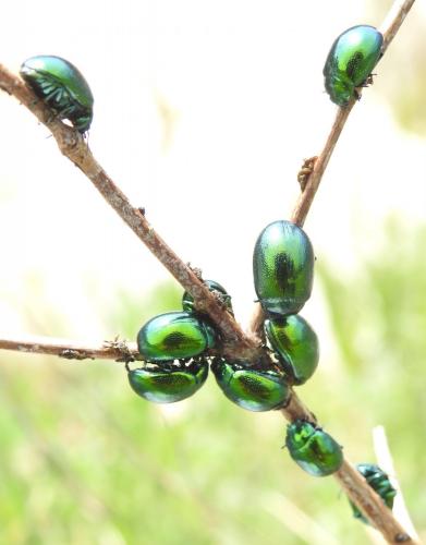 Chrysolina herbacea