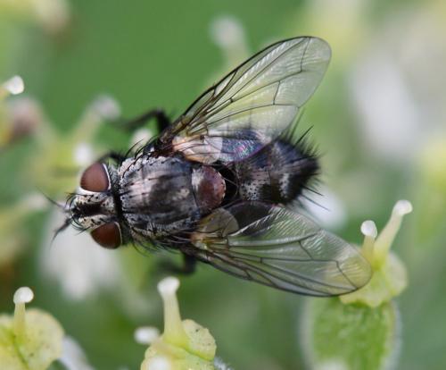 Carcelia lucorum