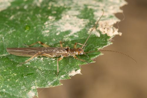 Réf. 243 634 : Leuctra geniculata
