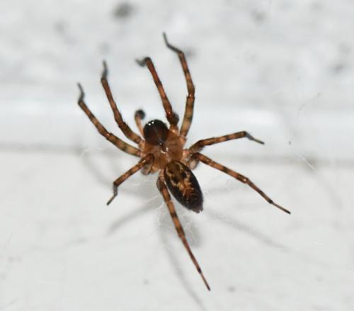 Réf. 243 631 : Amaurobius sp.