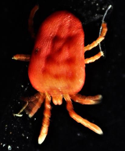 Réf. 243 625 : Paratrombium sp.
