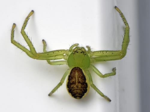 Réf. 243 587 : Diaea dorsata