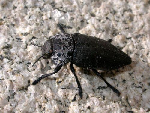 Réf. 243 649 : Capnodis tenebrionis