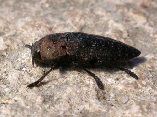 Réf. 243 645 : Capnodis tenebricosa