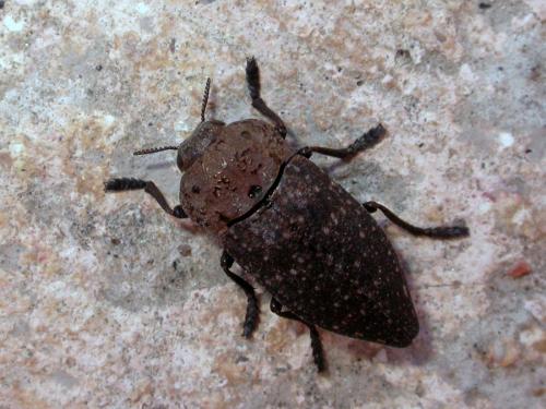 Réf. 243 647 : Capnodis tenebricosa