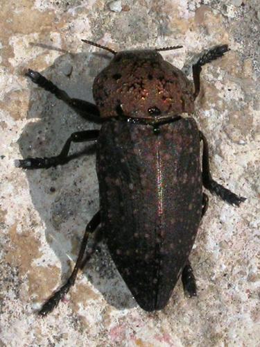 Réf. 243 648 : Capnodis tenebricosa